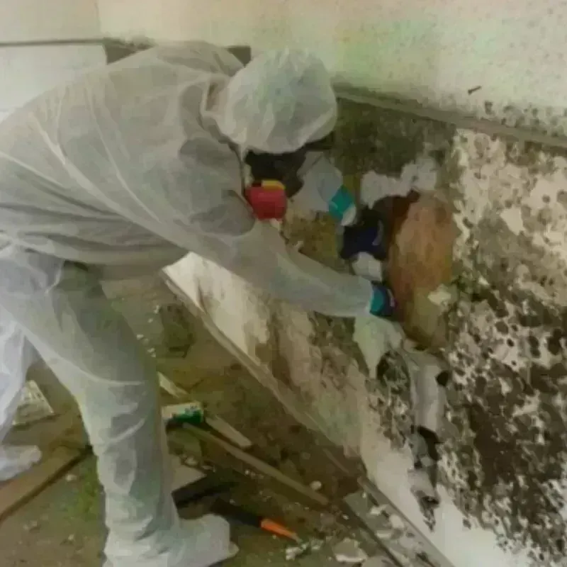 Mold Remediation and Removal in Clio, MI